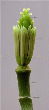 Androecium and Gynoecium